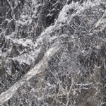 grigio carnico singhal